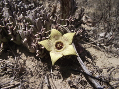 Orbea pulchella