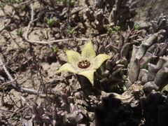 Orbea pulchella