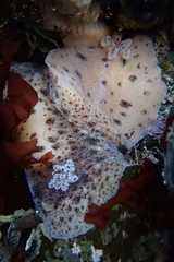 Alloiodoris lanuginata