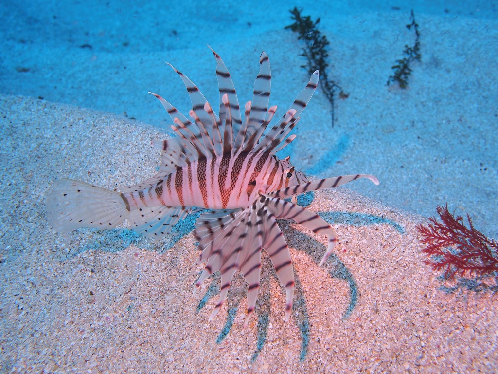 Dragon's beard fish (Pterois lunulata) — Scorpaenidae