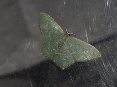 Maxates hemitheoides-lactipuncta-microdonta