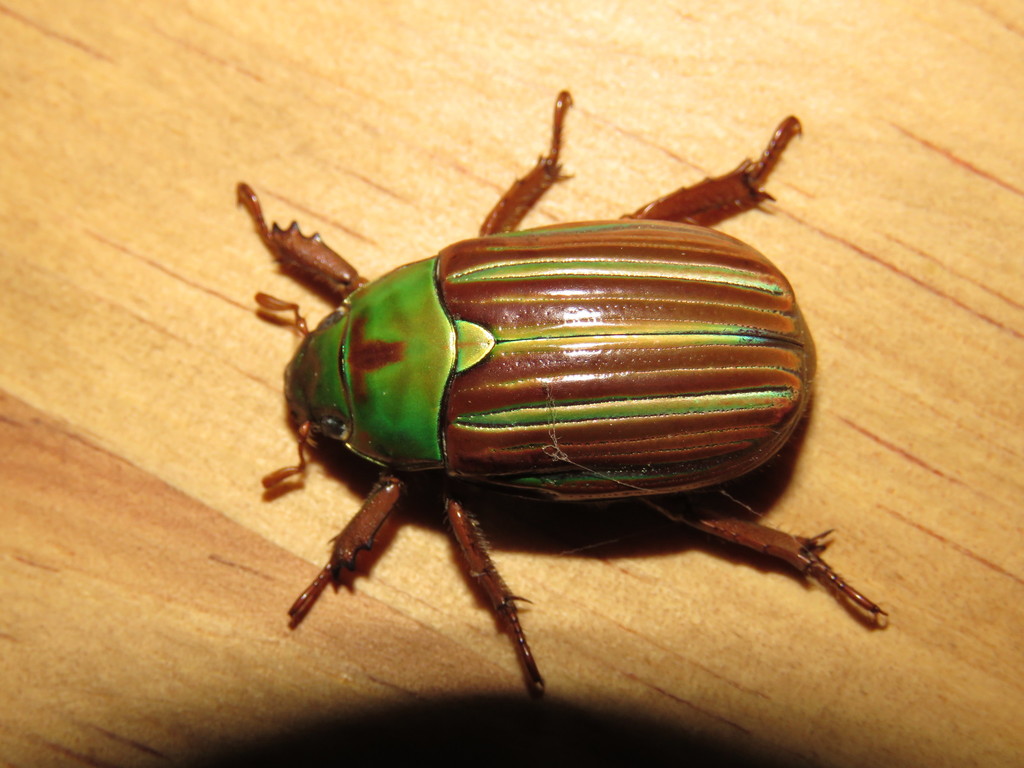 Chrysina adelaida