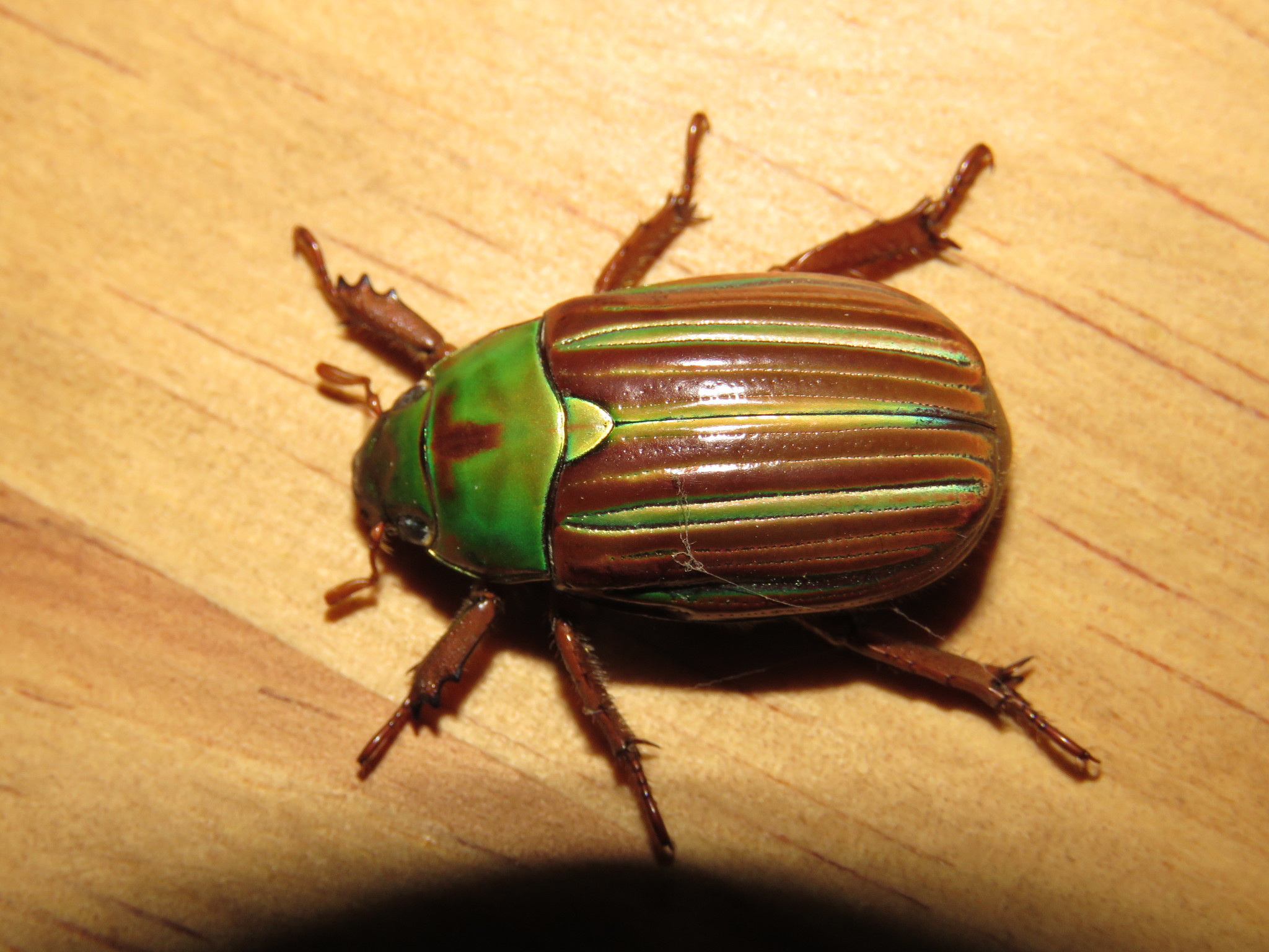 アカスジウグイスコガネ (Chrysina adelaida) · iNaturalist