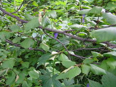 Aconitum fischeri