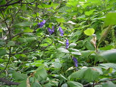 Aconitum fischeri