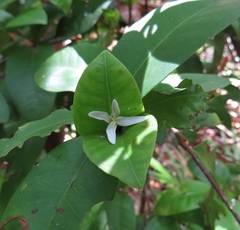Ixora biflora
