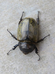 Dynastes hyllus