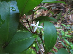 Ixora biflora