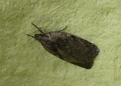 Phaeosaces compsotypa