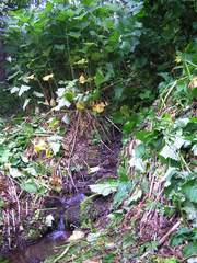 Filipendula camtschatica