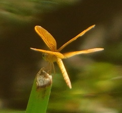 Perithemis intensa
