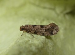 Parochmastis hilderi