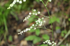 Stenanthium gramineum