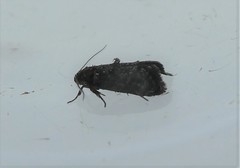 Corocosma memorabilis