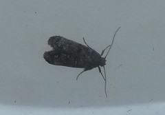 Corocosma memorabilis