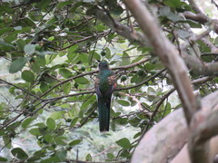 Trogon mexicanus