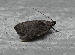 Phaeosaces compsotypa