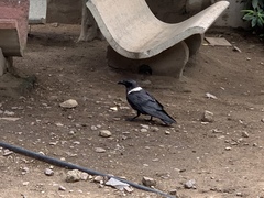 Corvus albus