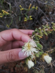 Mesembryanthemum nitidum