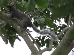 Sciurus colliaei