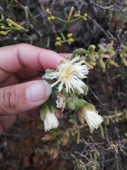 Mesembryanthemum nitidum