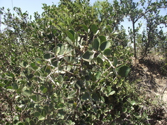 Dovyalis rotundifolia