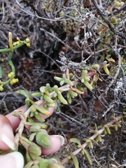 Mesembryanthemum nitidum