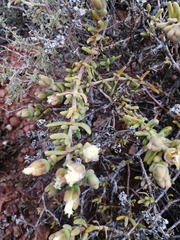 Mesembryanthemum nitidum