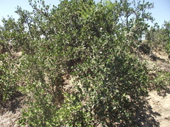 Dovyalis rotundifolia