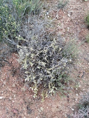 Mesembryanthemum nitidum