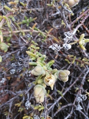 Mesembryanthemum nitidum