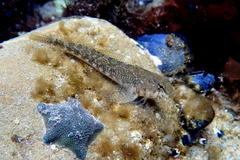 Bellapiscis medius