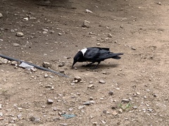 Corvus albus