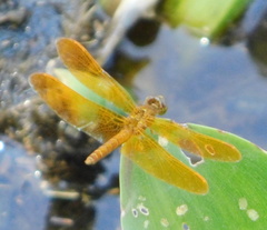 Perithemis intensa
