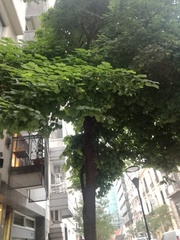 Tilia