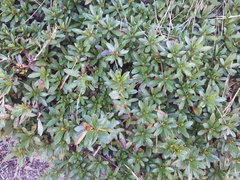 Spiraea prunifolia