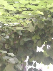 Tilia