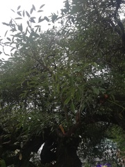 Erythrina crista-galli