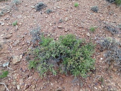 Muraltia macrocarpa