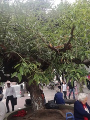 Erythrina crista-galli