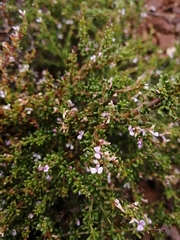 Muraltia macrocarpa