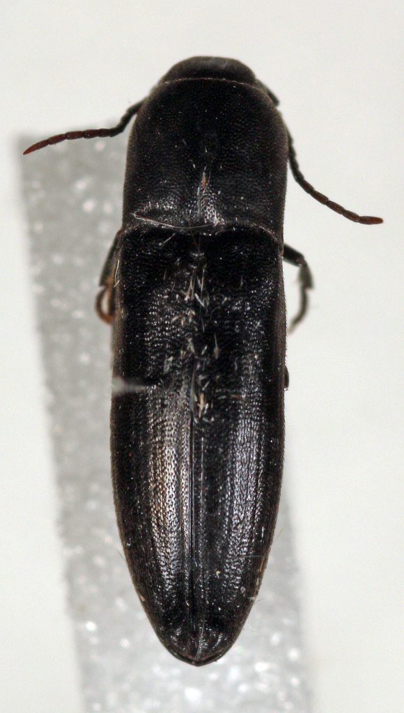 Asiocnemis nitens