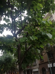 Tilia