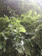 Tilia