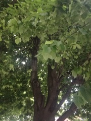 Tilia
