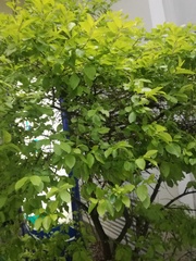 Angiospermae
