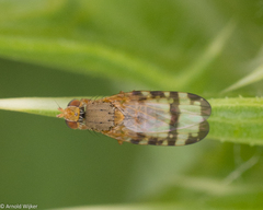 Sphenella marginata