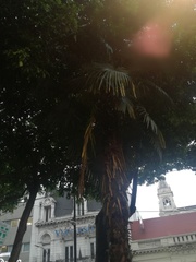 Arecaceae