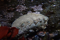 Acanthochitona zelandica