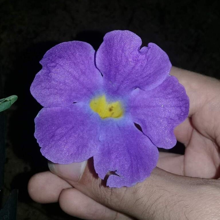 Thunbergia erecta